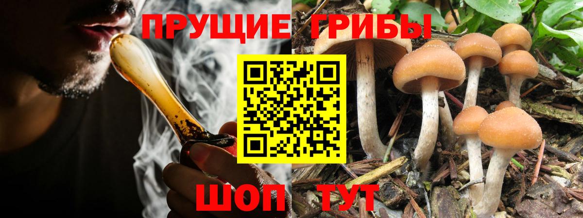 Галлюциногенные грибы Psilocybe Гай